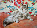 Pet Portraits  in Watercolor